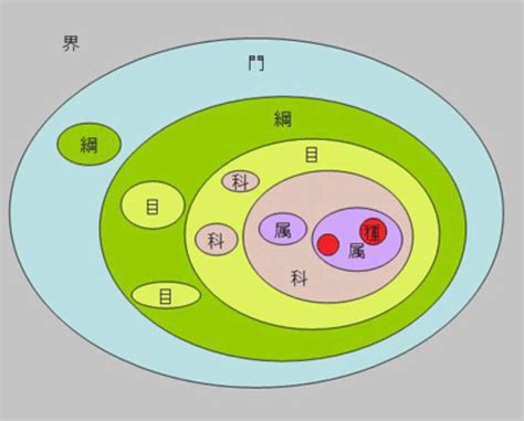 界門綱目科屬種查詢|分類學